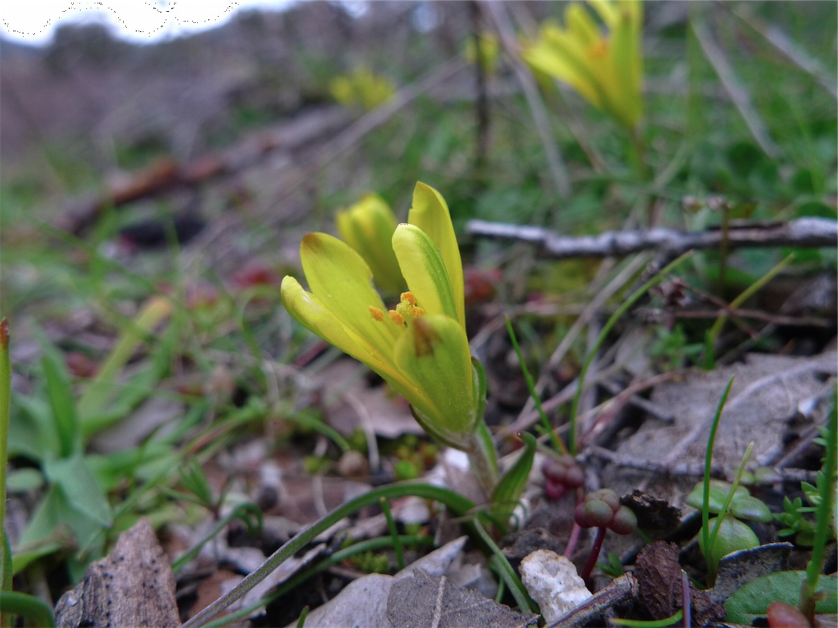Gagea bohemica  / Cipollaccio di Boemia